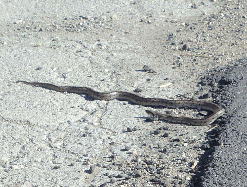 I believe this is called a Smooth Snake.